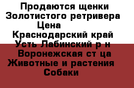 Продаются щенки Золотистого ретривера › Цена ­ 7 000 - Краснодарский край, Усть-Лабинский р-н, Воронежская ст-ца Животные и растения » Собаки   